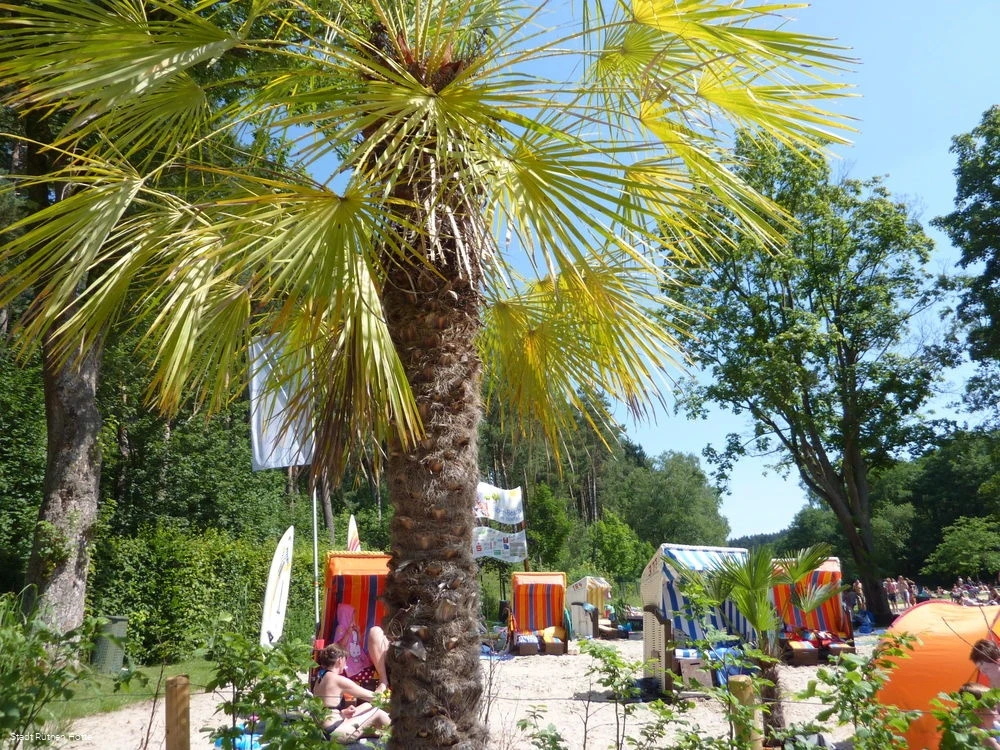 Strandlandschaft mit Palmen und Strandkörben von d